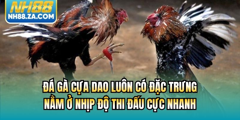 Đá gà cựa dao luôn có đặc trưng nằm ở nhịp độ thi đấu cực nhanh